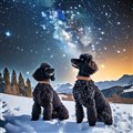 Firefly vackert vinterlandskap i bergen med svarta pudlar som tittar upp mot en vacker stjärnhimmel .jpg